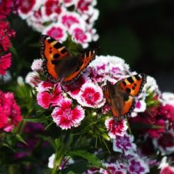Location: Switzerland, in my garden
Date: 2017-05-30
Sweet William blooms visited by Small Tortoiseshell Butterfly (Ag