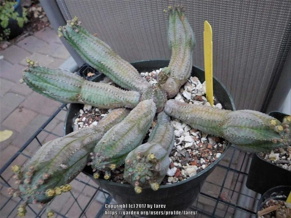 Photo of Euphorbias (Euphorbia) uploaded by tarev