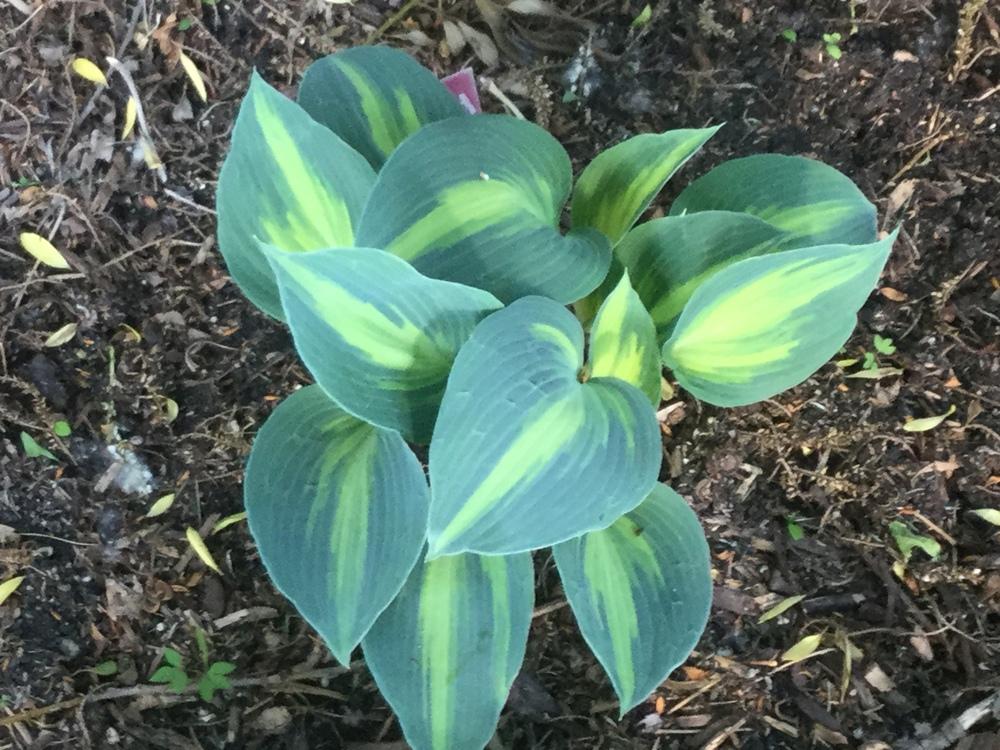 Photo of Hosta 'Touch of Class' uploaded by DebbieC
