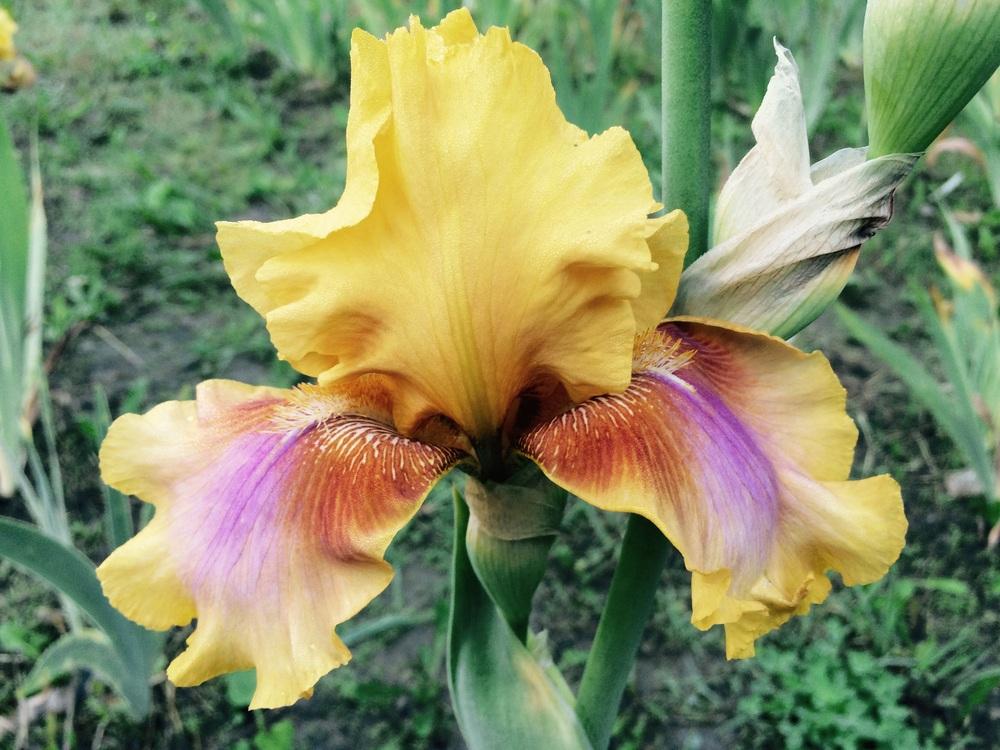 Photo of Tall Bearded Iris (Iris 'Strange Brew') uploaded by Lbsmitty