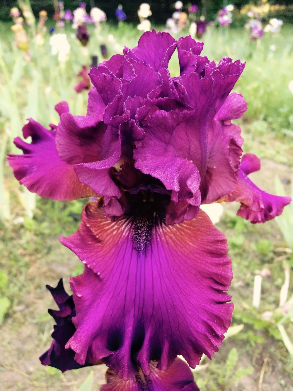 Photo of Tall Bearded Iris (Iris 'Palace Symphony') uploaded by Lbsmitty