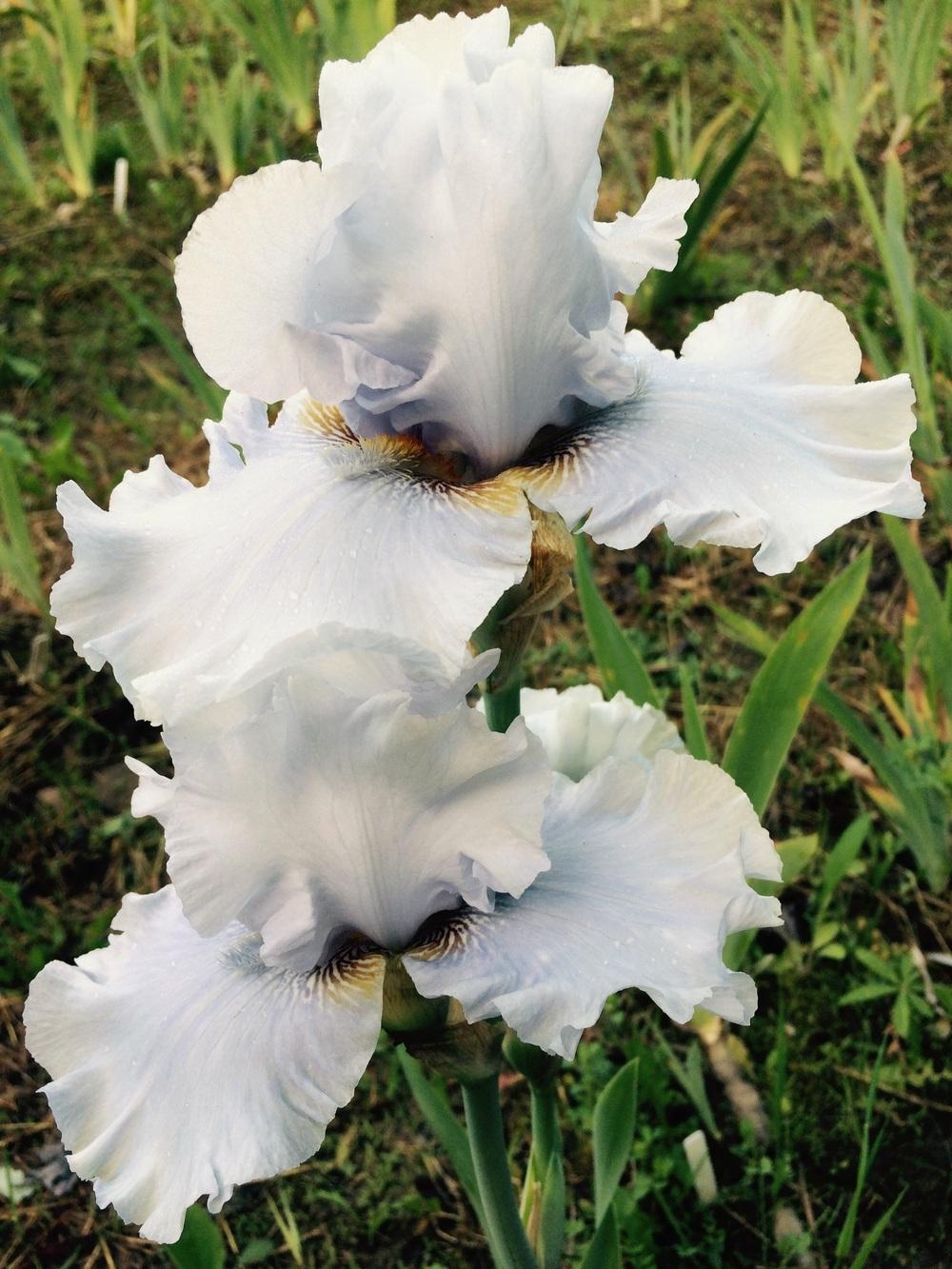 Photo of Tall Bearded Iris (Iris 'Navajo Blue') uploaded by Lbsmitty