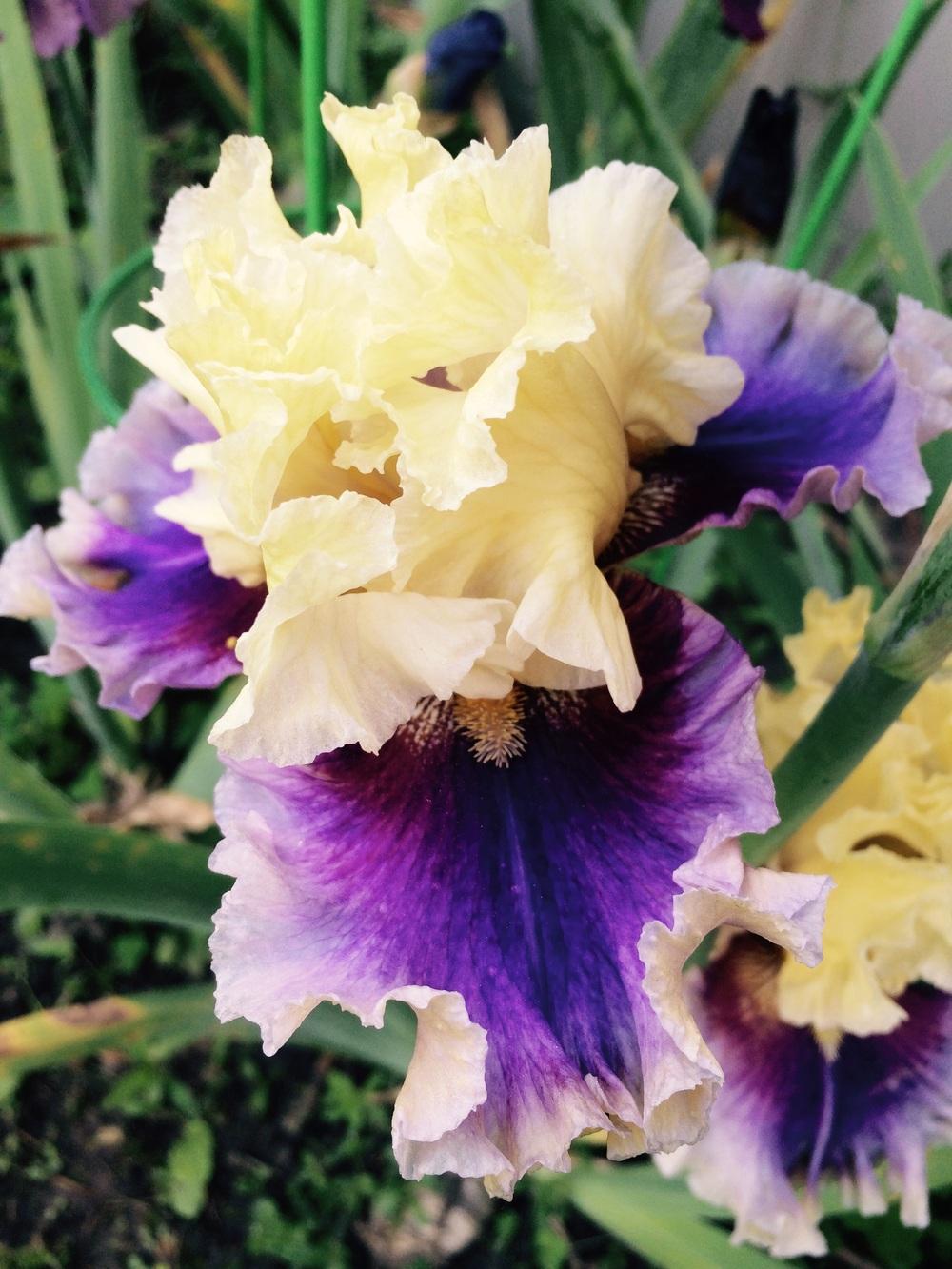 Photo of Tall Bearded Iris (Iris 'Carnival Capers') uploaded by Lbsmitty