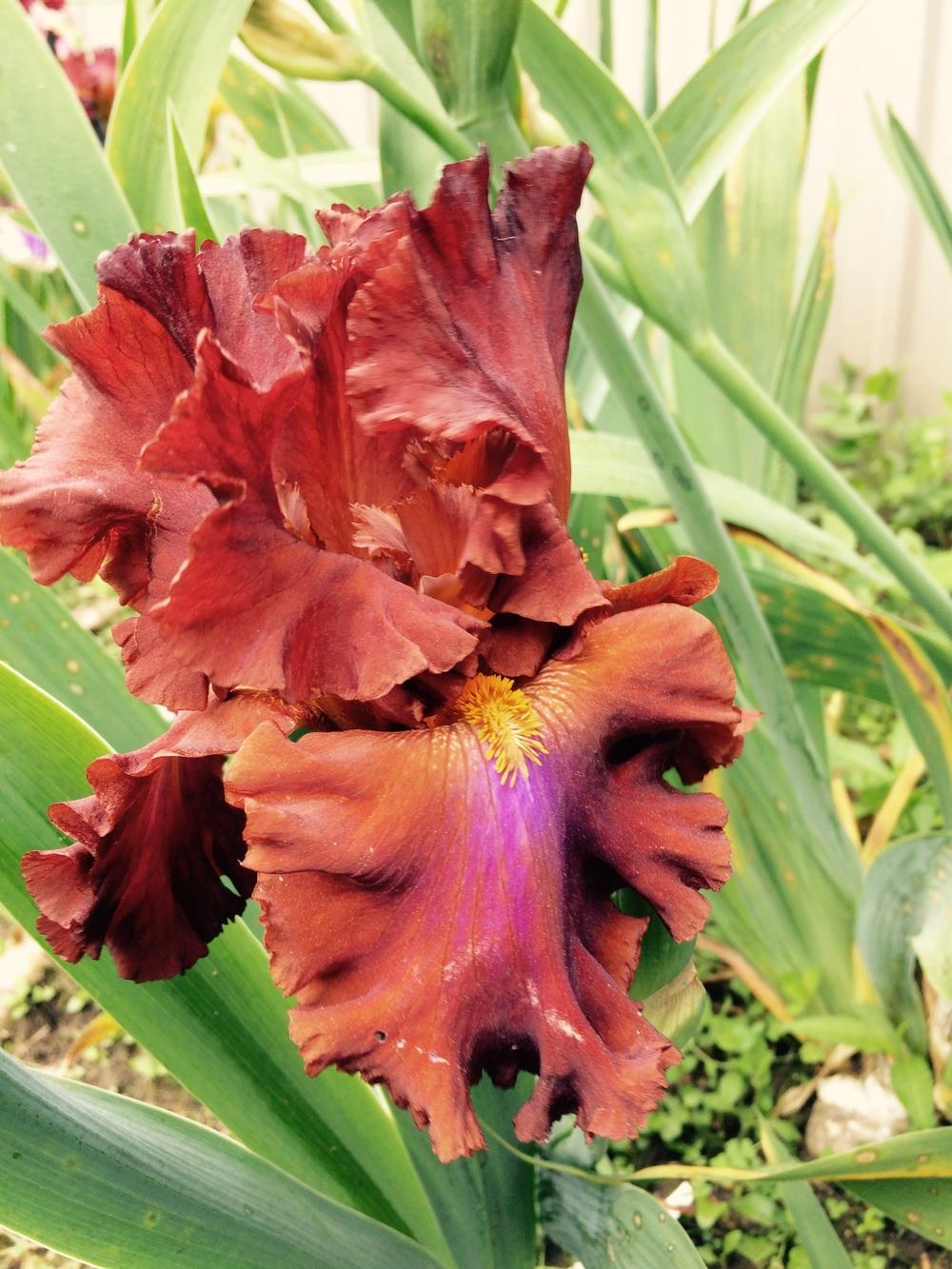 Photo of Tall Bearded Iris (Iris 'Cherokee Blaze') uploaded by Lbsmitty
