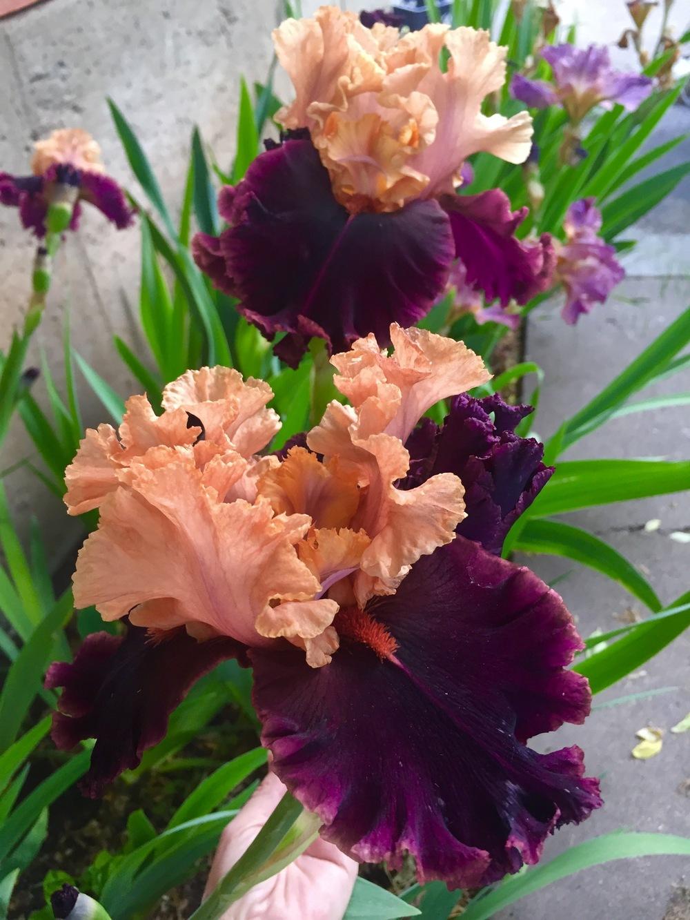 Photo of Tall Bearded Iris (Iris 'Toronto') uploaded by SpringGreenThumb