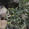 Prickly Pear Cactus at the Start of Bloom, Late May