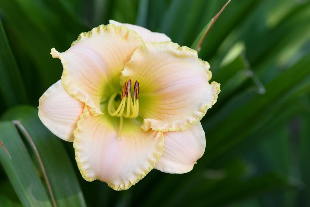 Photo of Daylily (Hemerocallis 'Key Lime Special') uploaded by cliftoncat