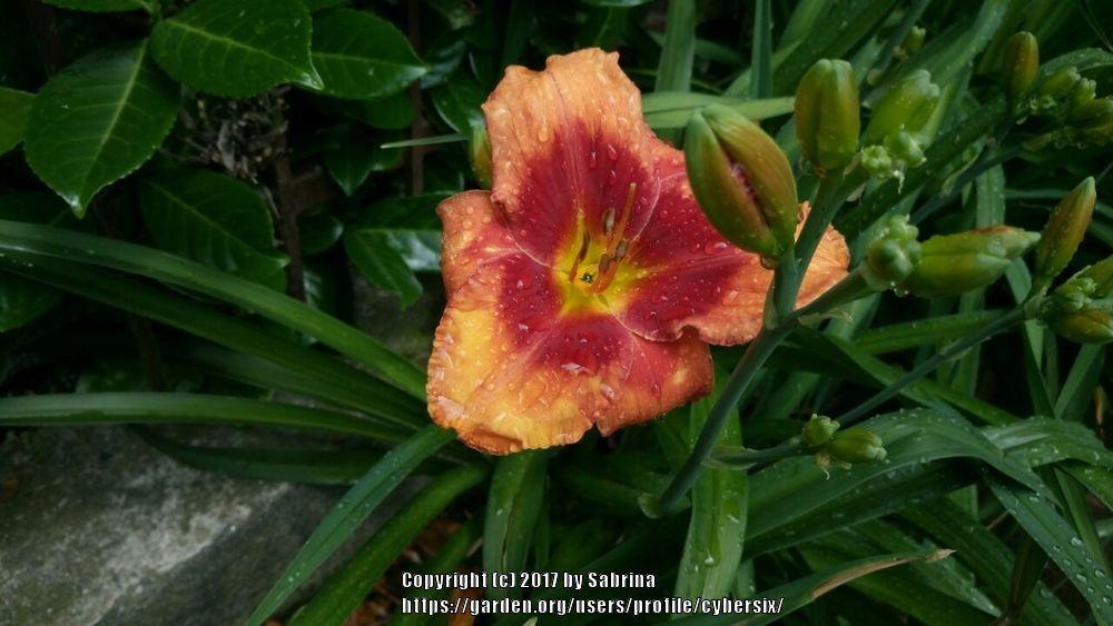 Photo of Daylily (Hemerocallis 'Frank Smith') uploaded by cybersix