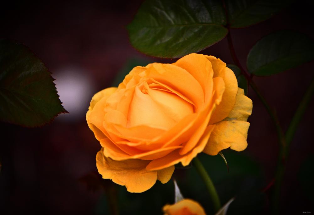Photo of Floribunda Rose (Rosa 'Julia Child') uploaded by dawiz1753