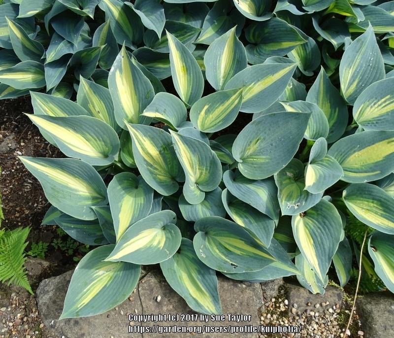 Photo of Hosta 'Touch of Class' uploaded by kniphofia
