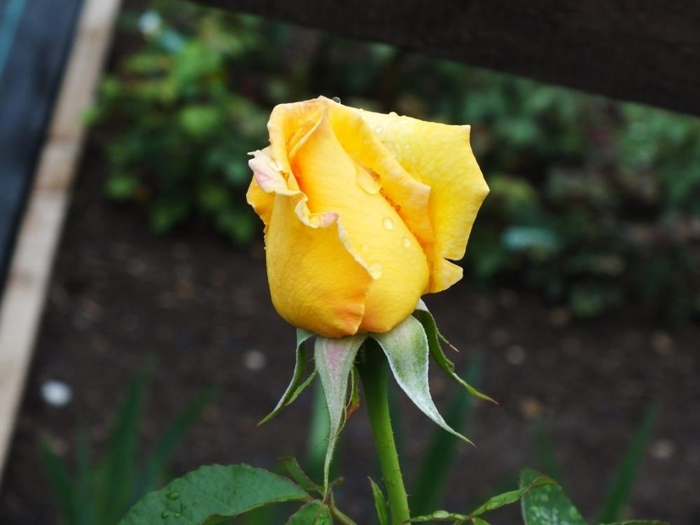 Photo of Rose (Rosa 'Selfridges') uploaded by sunnyvalley