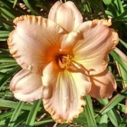 Location: Hartshorn, MO
Date: 2015-06-28
From Oakes Daylilies
