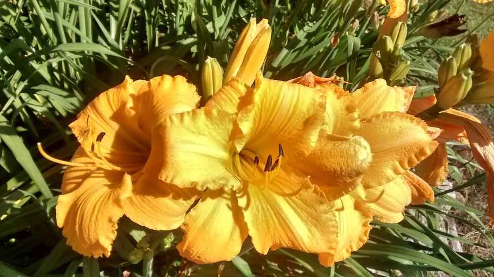 Photo of Daylily (Hemerocallis 'Mary's Gold') uploaded by DraDiana