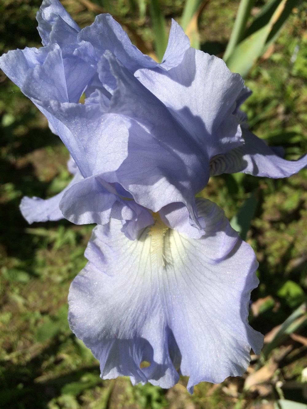 Photo of Tall Bearded Iris (Iris 'Babbling Brook') uploaded by Lbsmitty