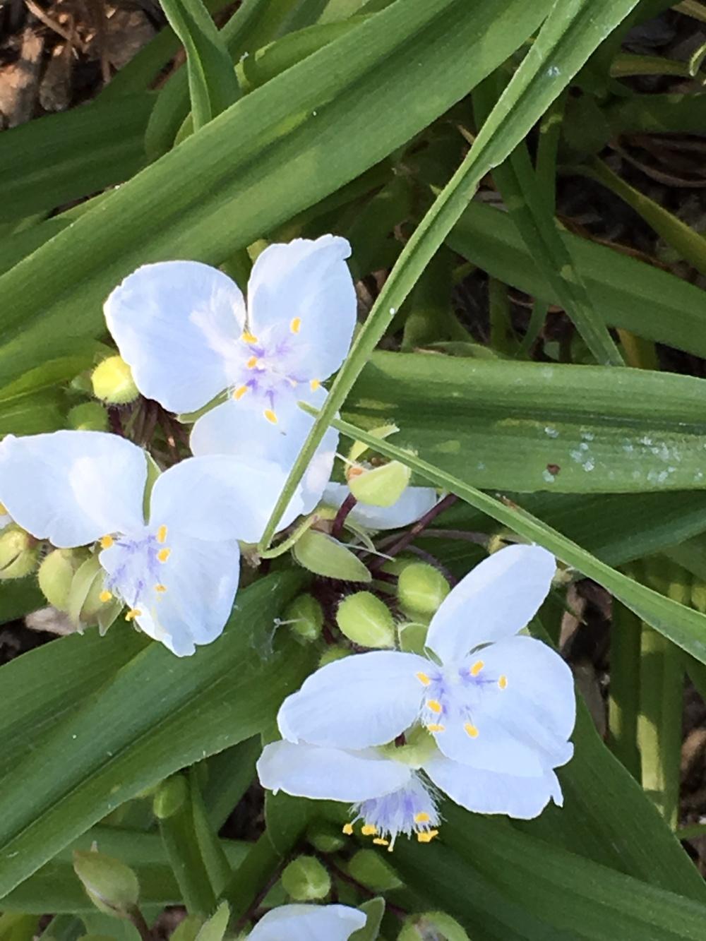 Photo of Tradescantia (Andersoniana Group) (Tradescantia 'Little Doll') uploaded by Legalily