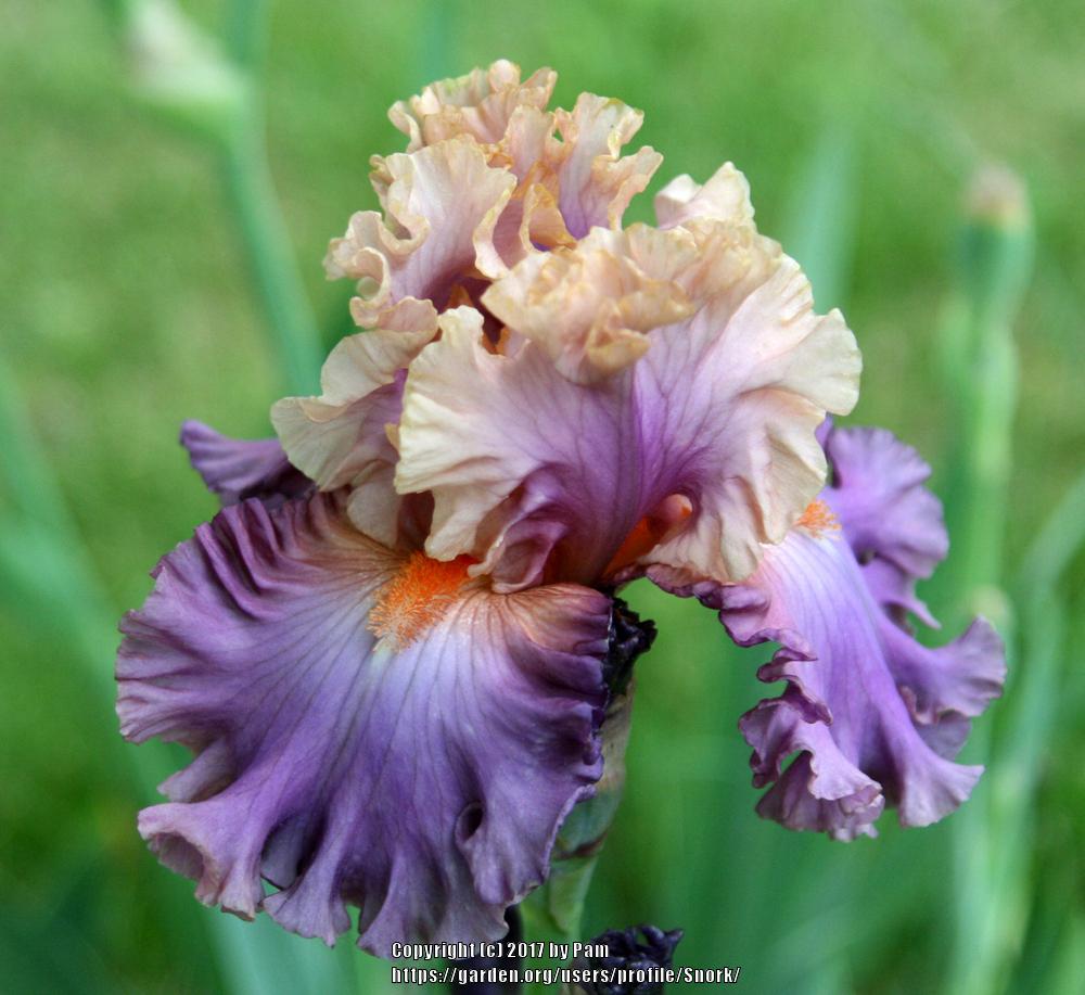 Photo of Tall Bearded Iris (Iris 'Photogenic') uploaded by Snork