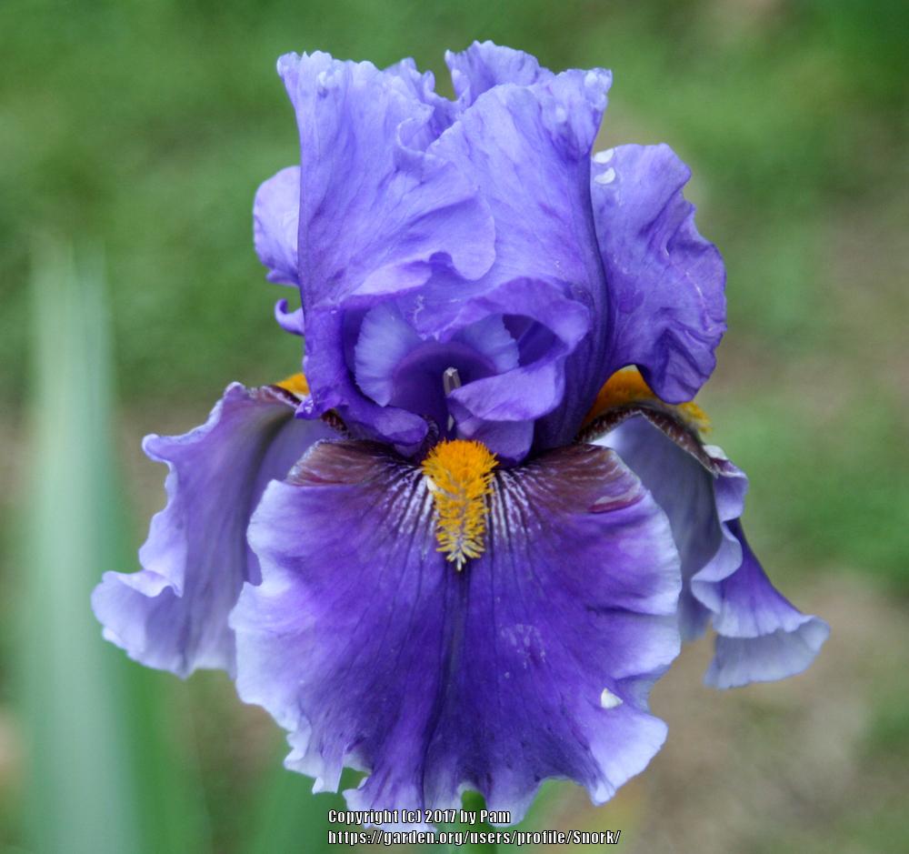 Photo of Tall Bearded Iris (Iris 'Deep Dark Secret') uploaded by Snork