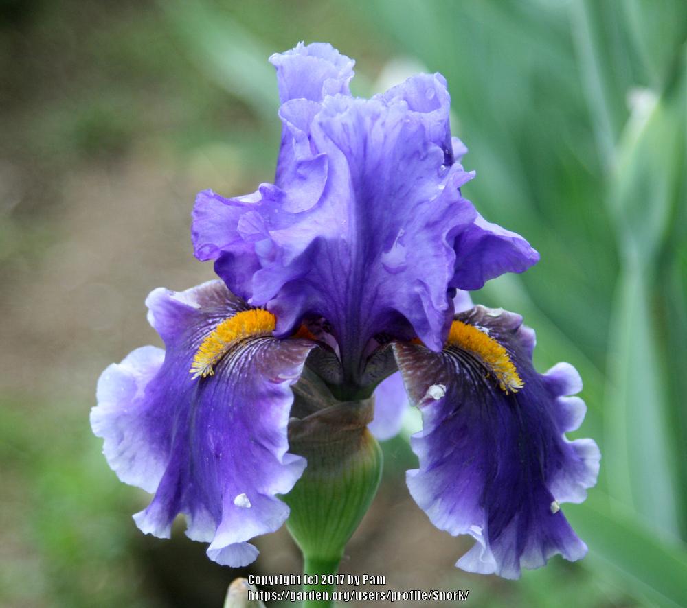Photo of Tall Bearded Iris (Iris 'Deep Dark Secret') uploaded by Snork