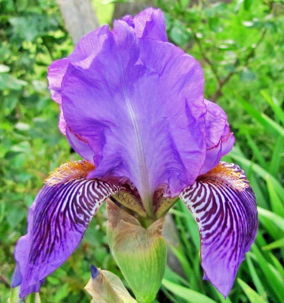 Photo of Tall Bearded Iris (Iris 'Monsignor') uploaded by TBGDN