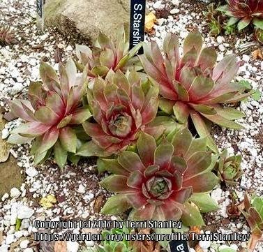 Photo of Hen and Chicks (Sempervivum 'Starshine') uploaded by TerriStanley