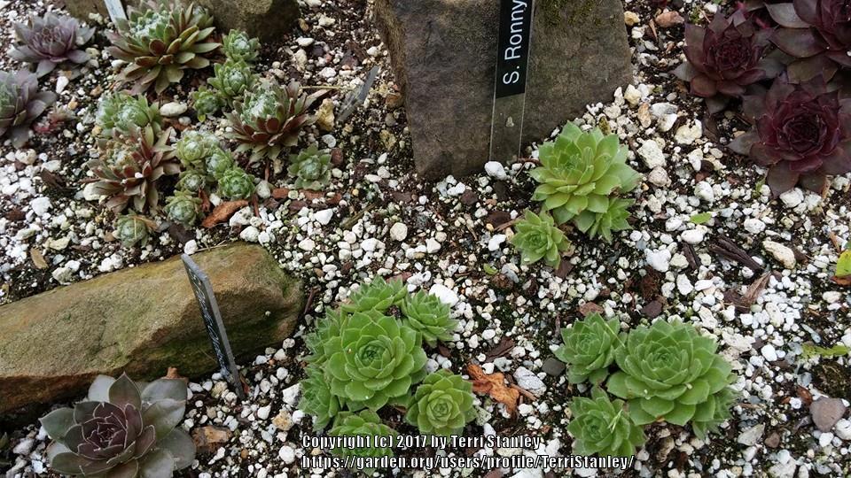 Photo of Hen and Chicks (Sempervivum 'Ronny') uploaded by TerriStanley