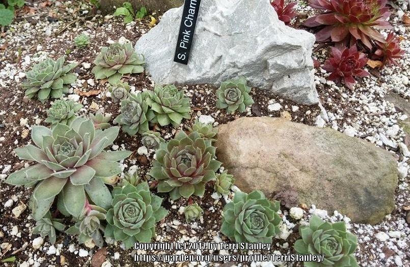 Photo of Hen and Chicks (Sempervivum 'Pink Charm') uploaded by TerriStanley