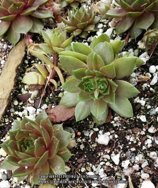 Photo of Hen and Chicks (Sempervivum 'Noble Prince') uploaded by TerriStanley