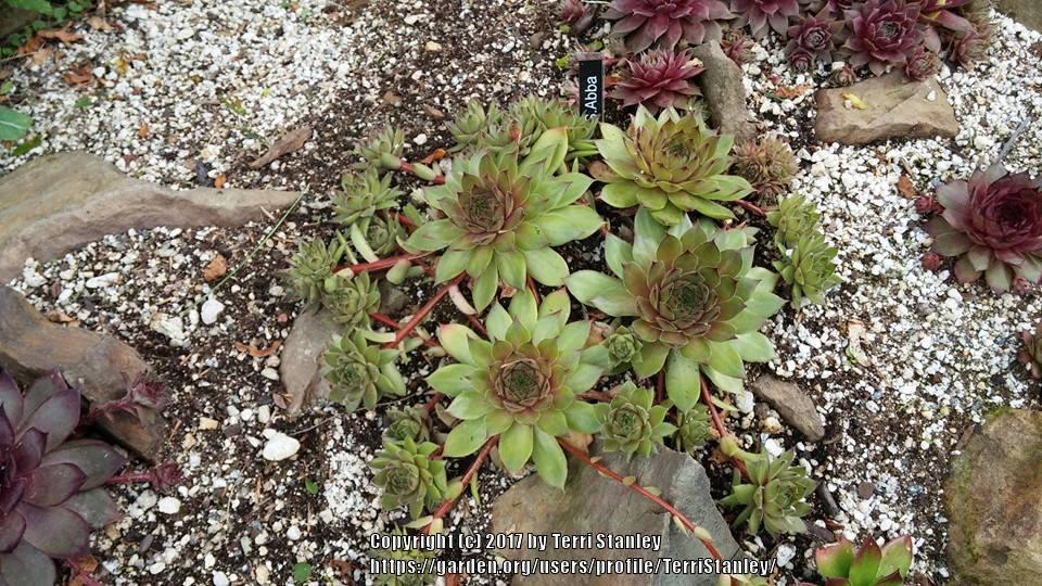 Photo of Hen and Chicks (Sempervivum 'Abba ll') uploaded by TerriStanley