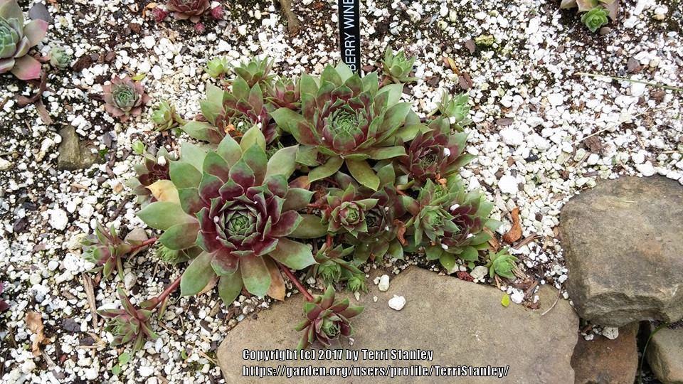 Photo of Hen and Chicks (Sempervivum 'Mulberry Wine') uploaded by TerriStanley