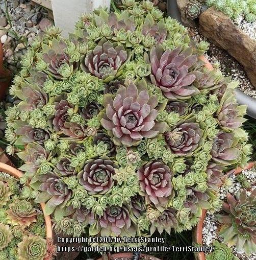 Photo of Hen and Chicks (Sempervivum 'Woolcott's Variety') uploaded by TerriStanley