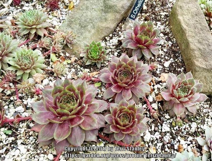 Photo of Hen and Chicks (Sempervivum 'Othello') uploaded by TerriStanley