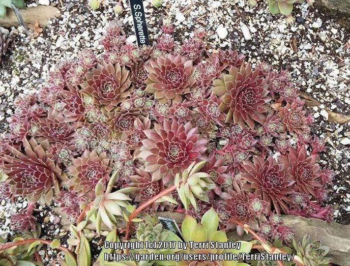 Photo of Hen and Chicks (Sempervivum 'Spherette') uploaded by TerriStanley
