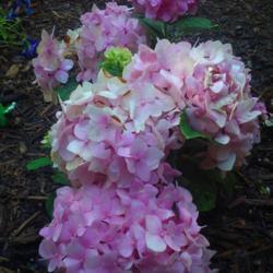 Location: Louisa, va
Pink blooms now. I added spagnum peat moss to the soil, so hoping