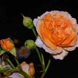 Soleil D'or - Hybrid Foetida Rose 001