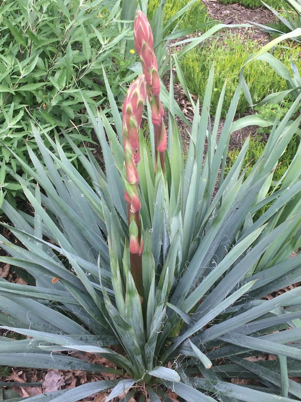 Photo of Adam's Needle (Yucca filamentosa) uploaded by nativeplantlover