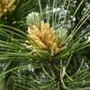 Prime Pine Tree Candle Blossoming Time 