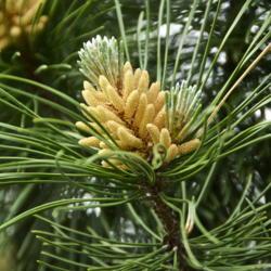 
Date: 2014-07-14
Prime Pine Tree Candle Blossoming Time