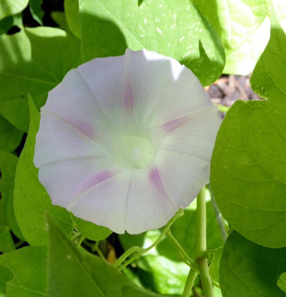 Photo of Morning Glories (Ipomoea) uploaded by JulieB