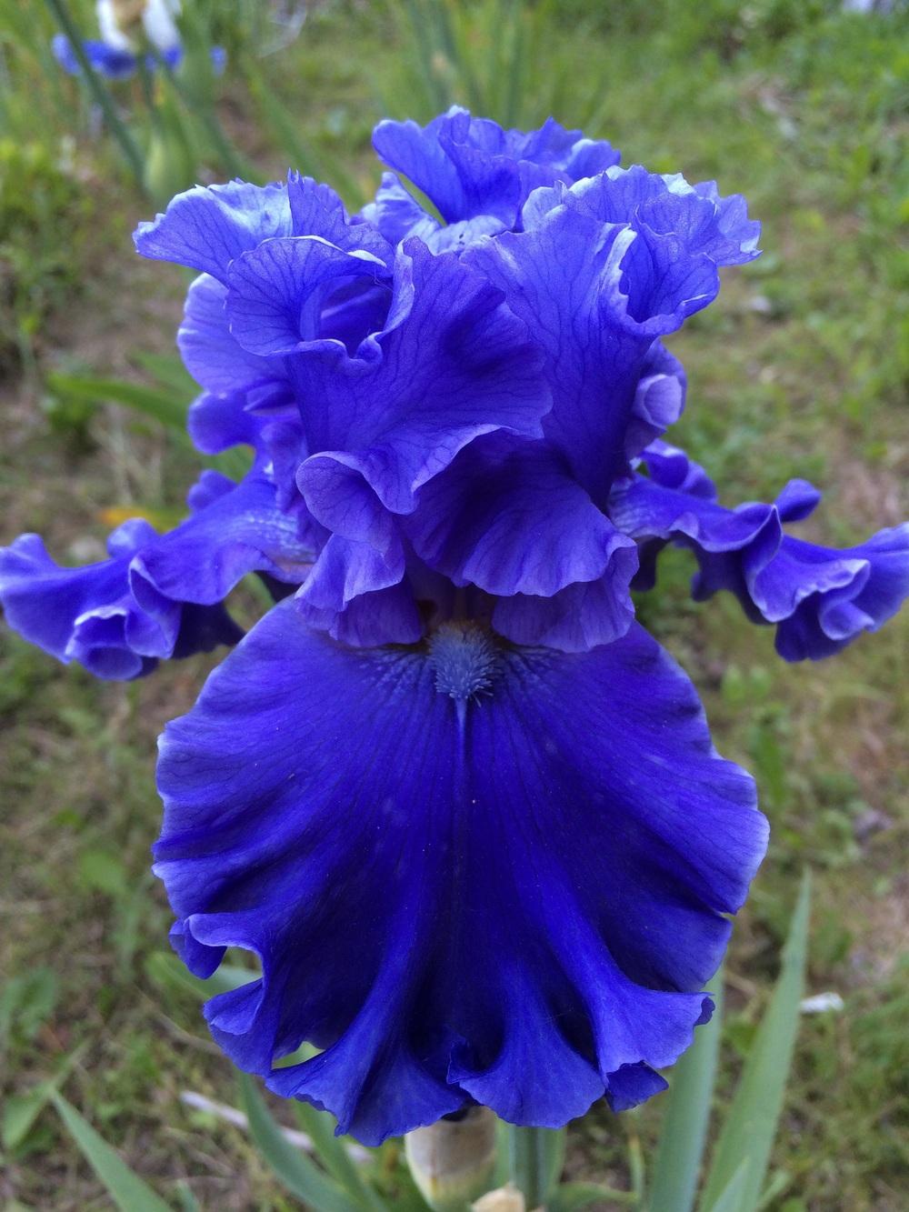 Photo of Tall Bearded Iris (Iris 'Sea Power') uploaded by Lbsmitty