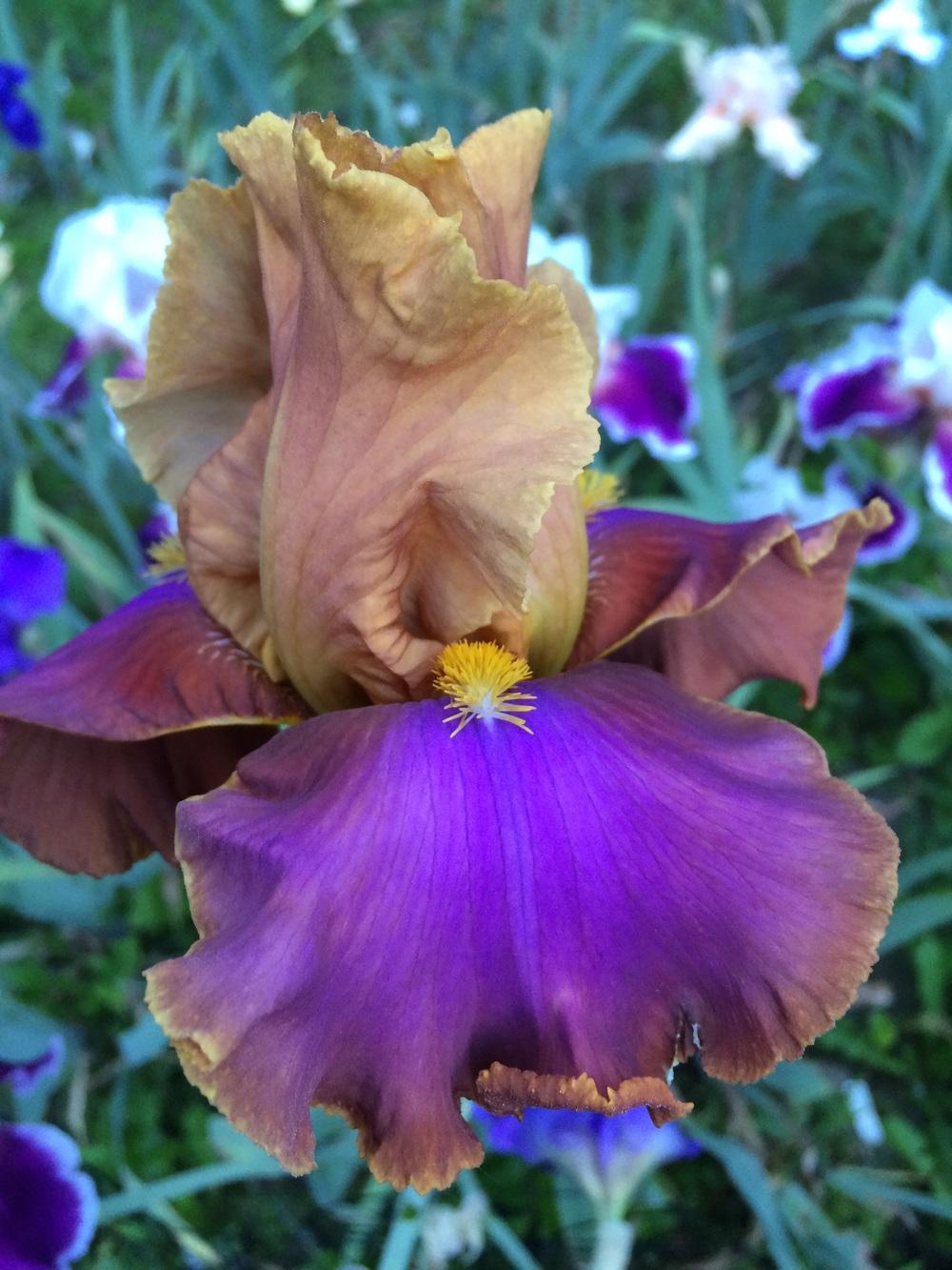 Photo of Tall Bearded Iris (Iris 'Pheasant Feathers') uploaded by Lbsmitty