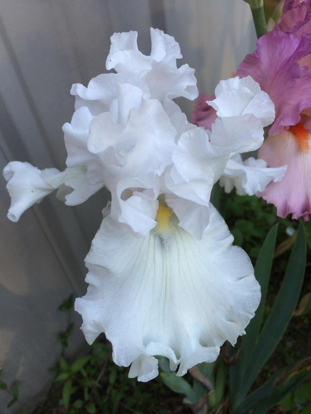 Photo of Tall Bearded Iris (Iris 'Alabaster Unicorn') uploaded by Lbsmitty