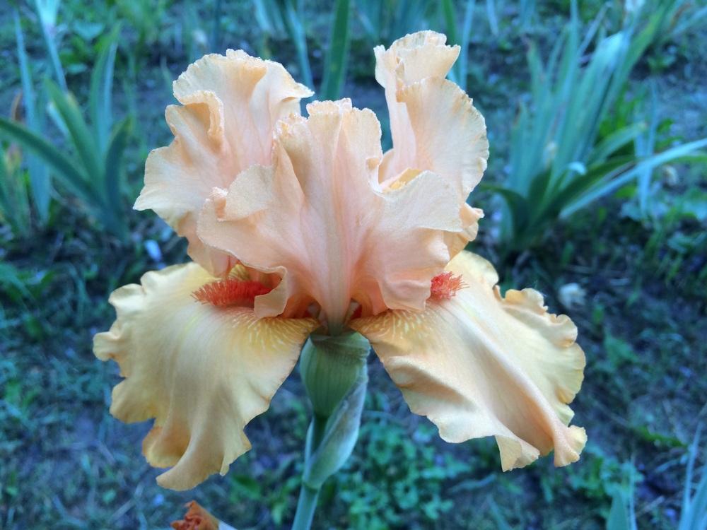 Photo of Tall Bearded Iris (Iris 'Orange Blossom Special') uploaded by Lbsmitty