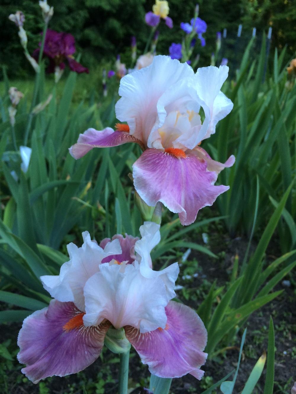 Photo of Tall Bearded Iris (Iris 'Chinese Treasure') uploaded by Lbsmitty