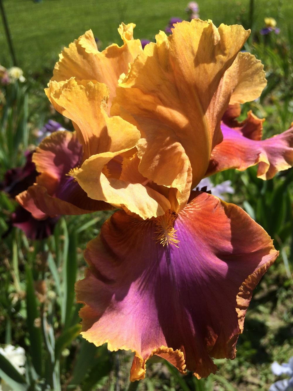 Photo of Tall Bearded Iris (Iris 'Pheasant Feathers') uploaded by Lbsmitty
