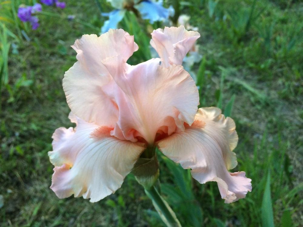 Photo of Tall Bearded Iris (Iris 'Blushing Kiss') uploaded by Lbsmitty
