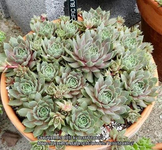 Photo of Hen and Chicks (Sempervivum 'Pacific Blue Ice') uploaded by TerriStanley