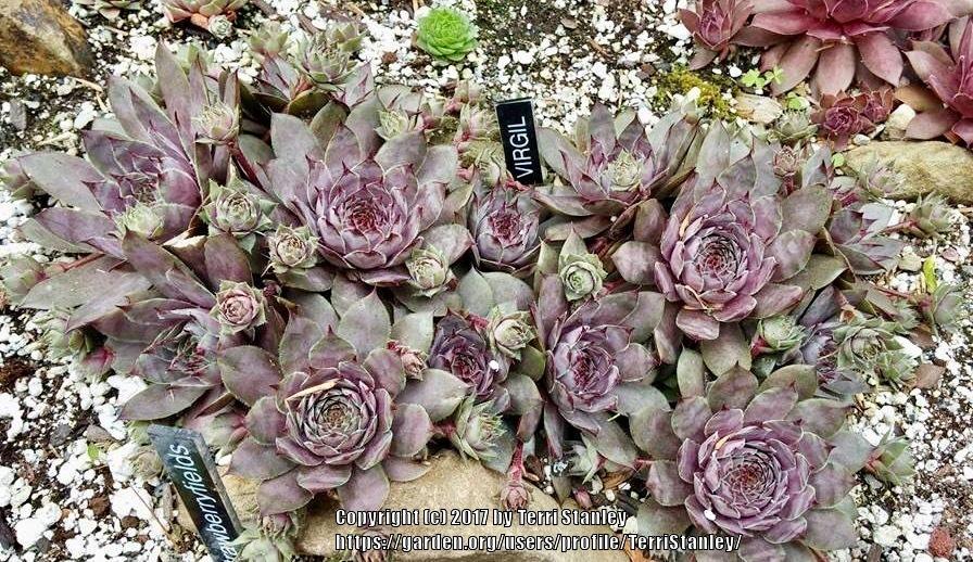 Photo of Hen and Chicks (Sempervivum 'Virgil') uploaded by TerriStanley