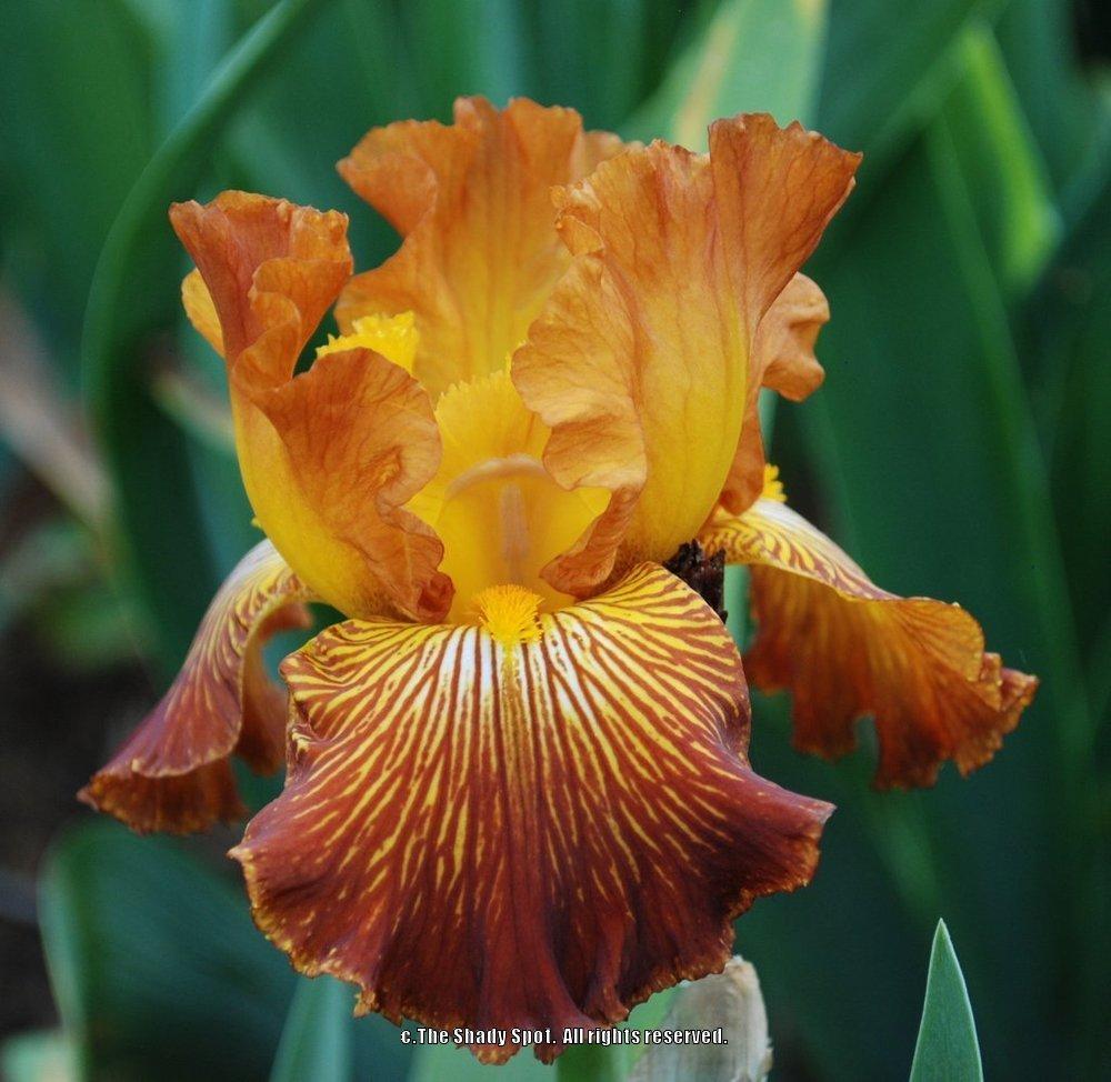 Photo of Tall Bearded Iris (Iris 'Mauna Loa Fire') uploaded by lovemyhouse