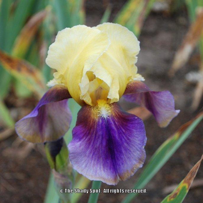 Photo of Tall Bearded Iris (Iris 'Gina the Gypsy') uploaded by lovemyhouse