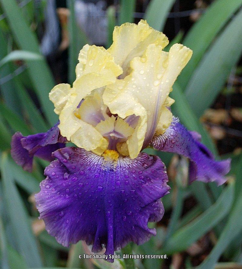 Photo of Tall Bearded Iris (Iris 'Jurassic Park') uploaded by lovemyhouse